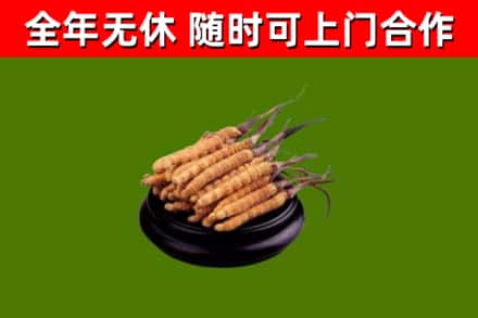北流市回收散虫草