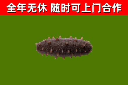北流市回收海参干
